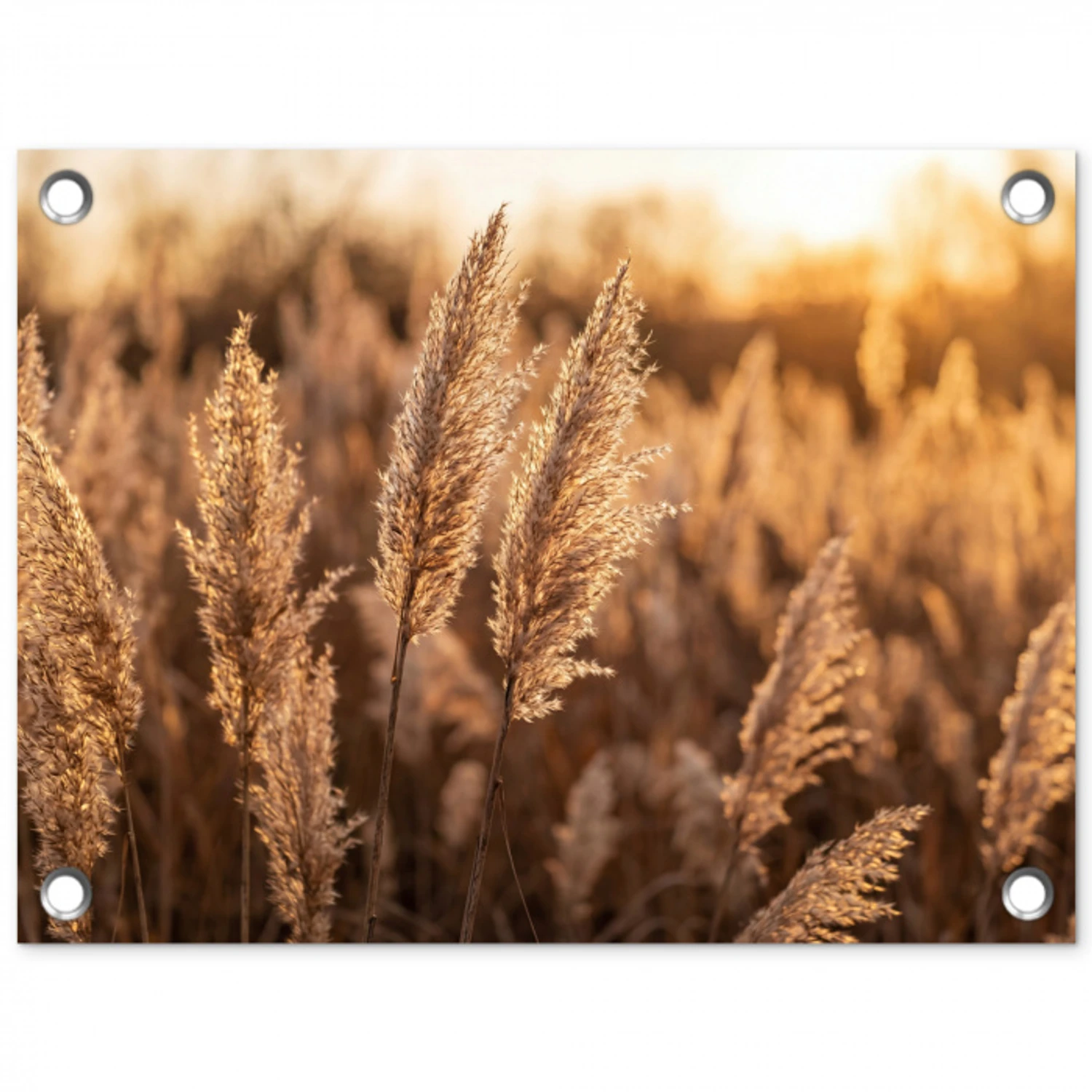 Rietpluimen - Gras - Zonsondergang - Goud - Serene tuinposter los doek klein -3d