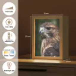 Buizerd - Roofvogel - Natuur - Bruin Light Box met kabel (Kinderlampje) klein -USP_FR