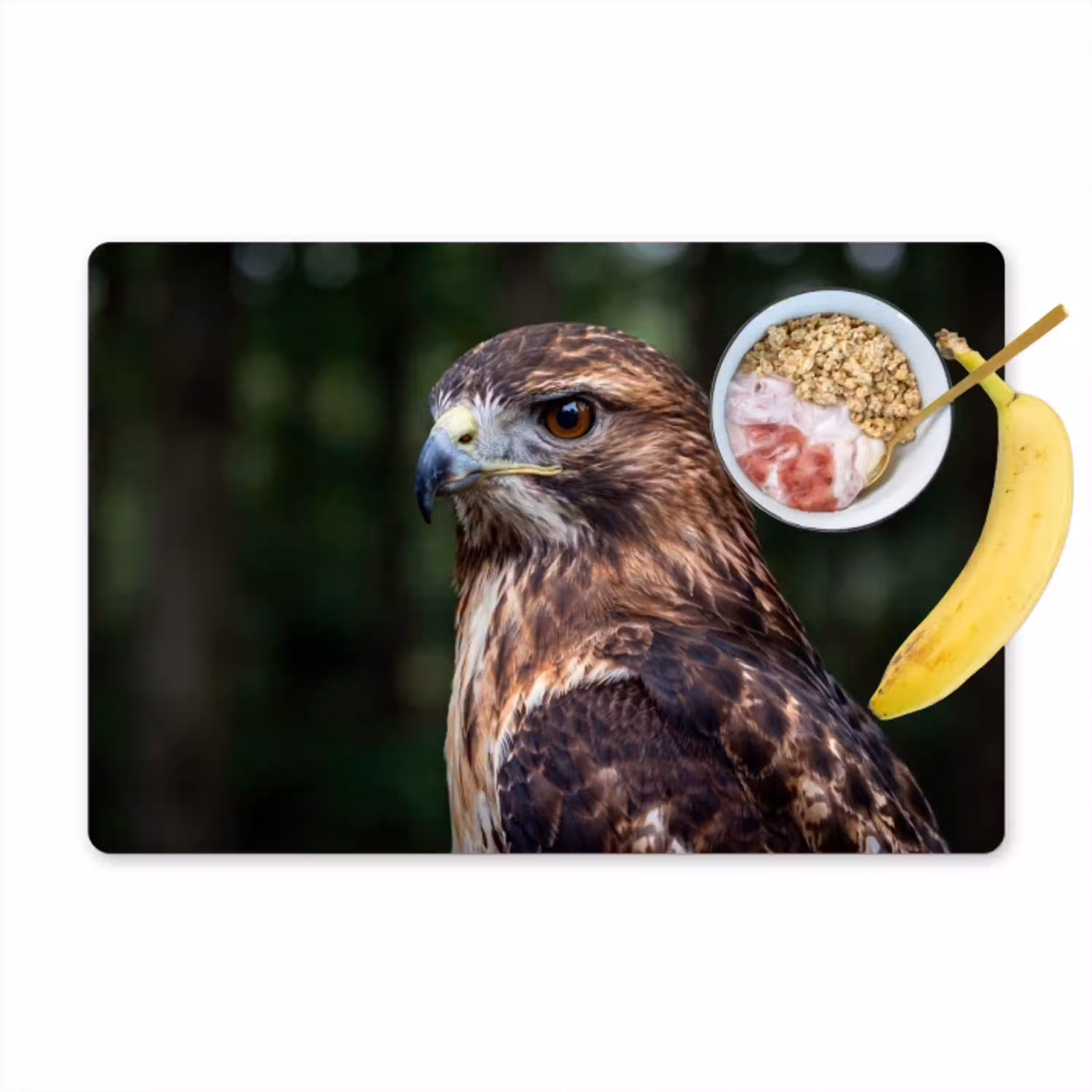 Buizerd - Roofvogel - Natuur - Bruin Placemat vinyl groot -zzzproduct_Kitchenyeah-website