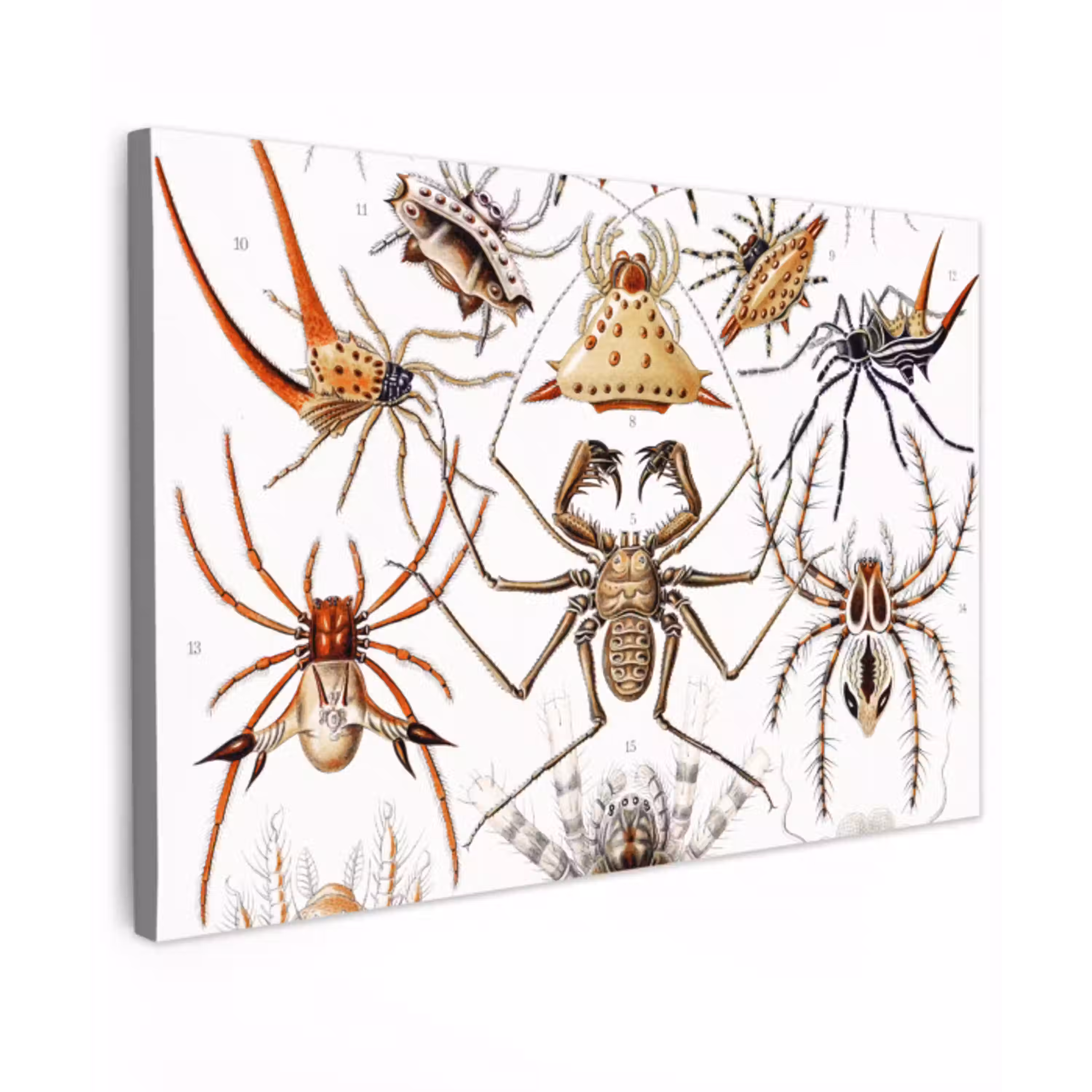 Retro - Spin - Ernst Haeckel - Spinnen canvas 2cm klein -z3d
