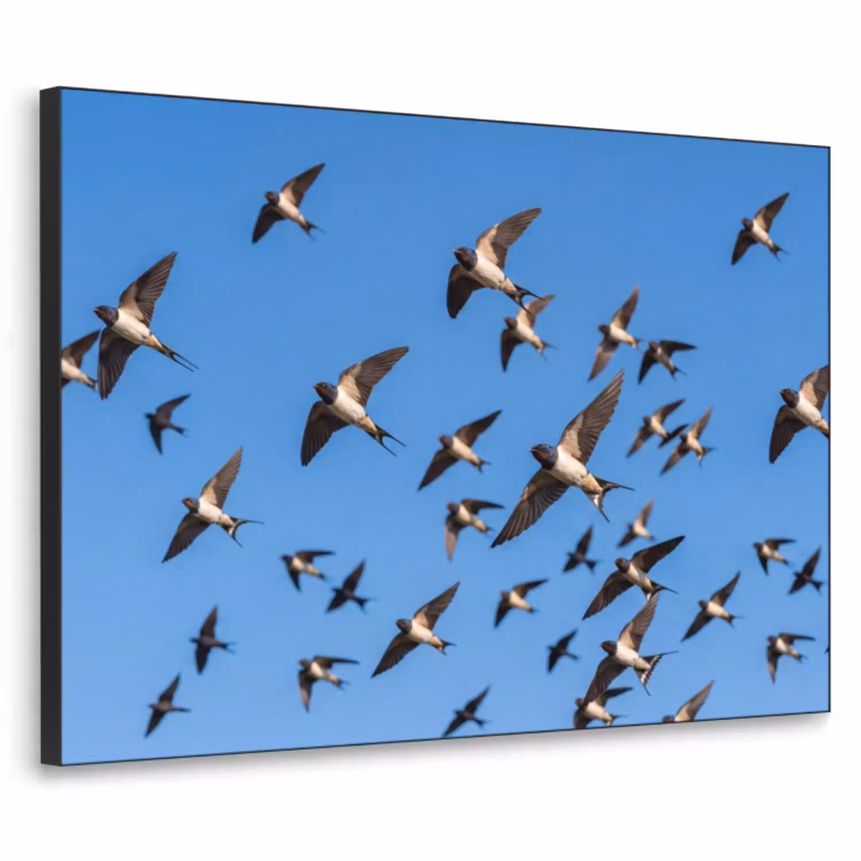 Zwaluwen - Vliegen - Blauw Textielframe zwart klein -3d
