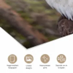 Amerikaans - Zeearend - Portret - Geel poster papier klein -closeup_NL