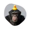 Chimpansee - Badeend - Grijs Wandcirkel Organisch Forex 3mm klein -3d