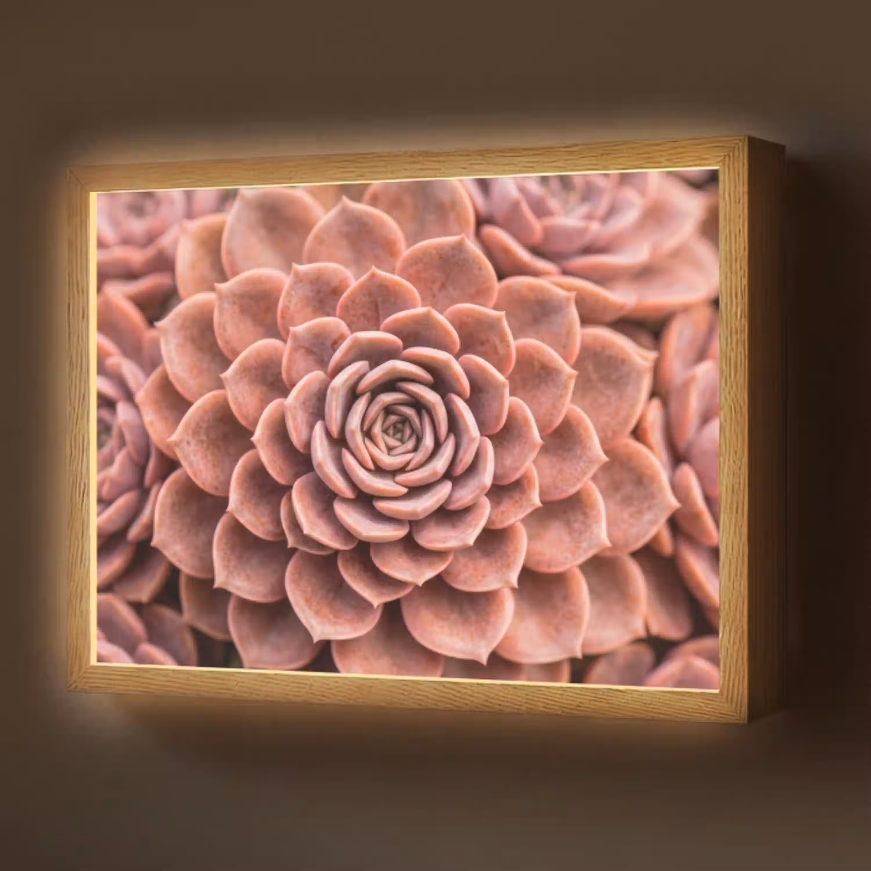 Vetplant - Organisch - Roze Light Box met batterij (Wandlamp) middel -z3d_website