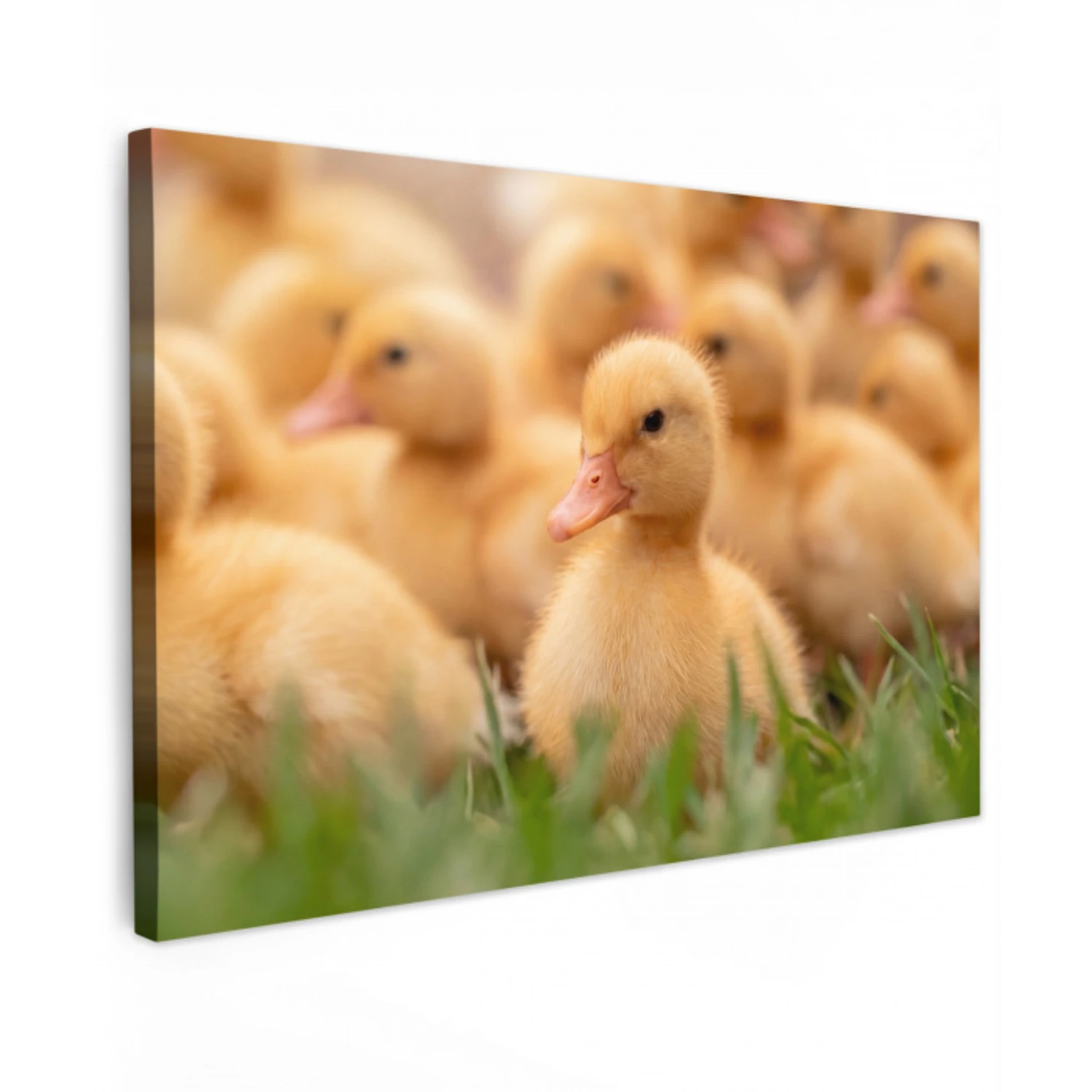 Pijltje - Eend - Natuur - Geel canvas 2cm klein -z3d